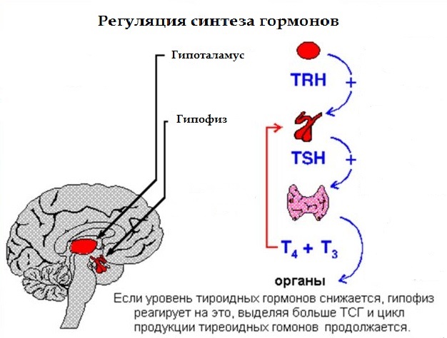 Купить пептиды Хавинсона, официальный сайт НПЦРИЗ Компрессы при артрозе