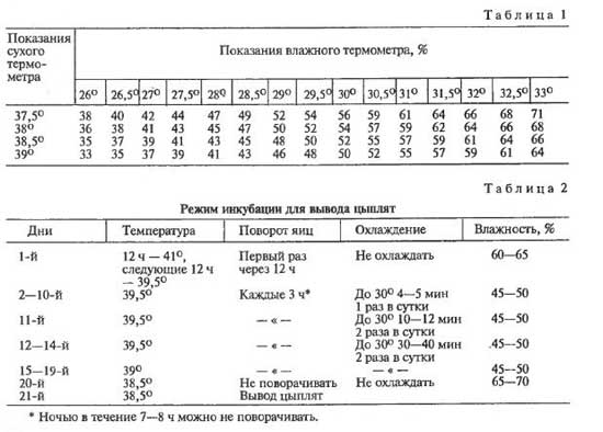 Разведение цыплят в домашних условиях инкубатором