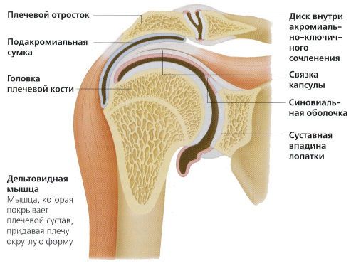 Питание при остеоартроз плечевого сустава Питание при остеоартроз плечевого сустава