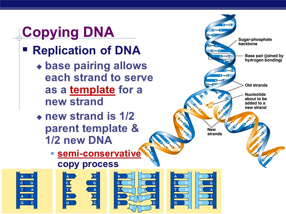 DNA Essay Examples - Free Research Papers on blogger.com