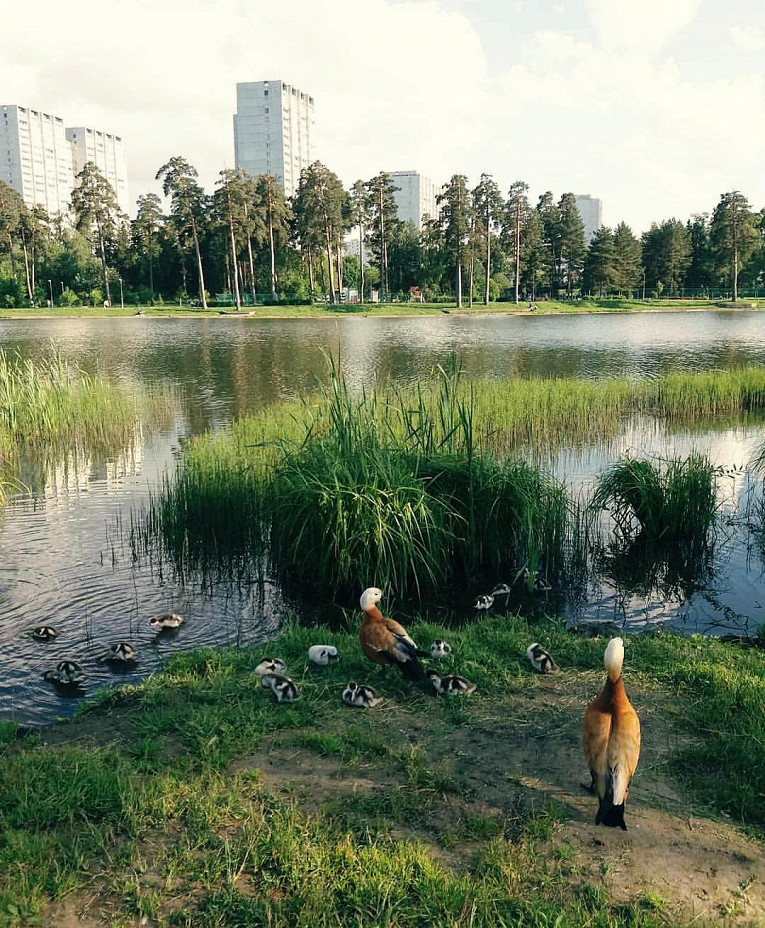 Школьное озеро