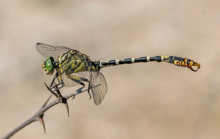 Интересные факты о стрекозах