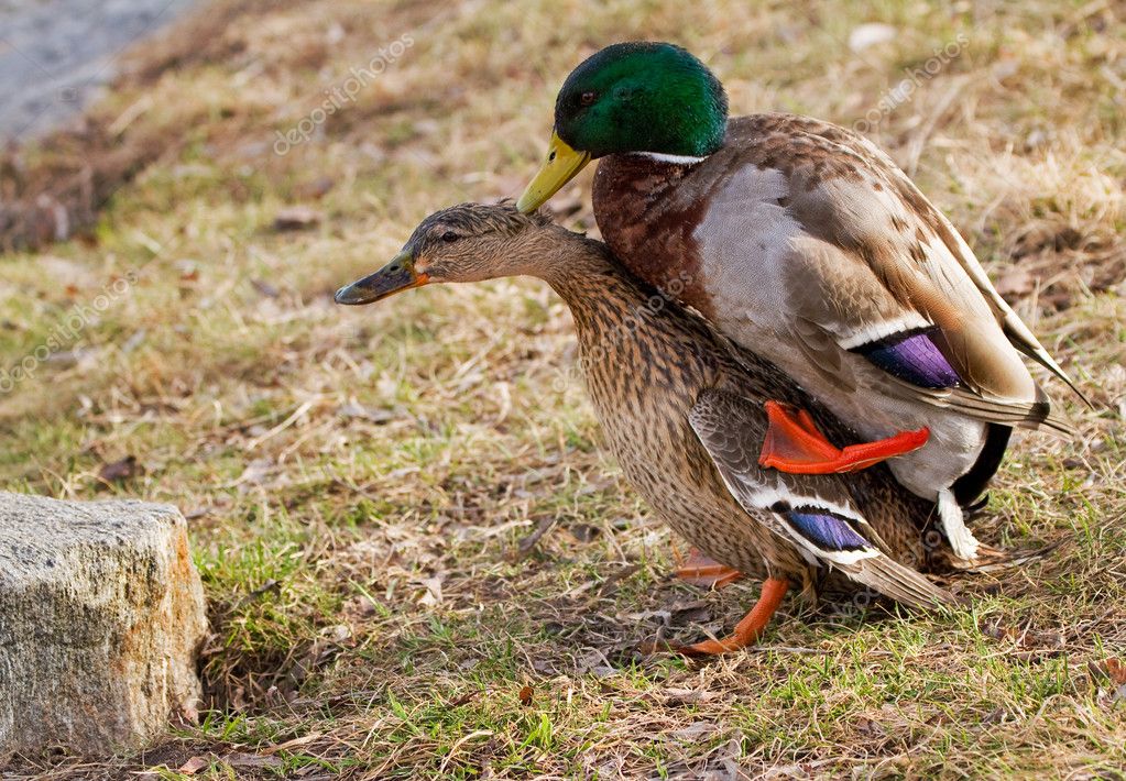 depositphotos_10355506-stock-photo-duck-sex.jpg