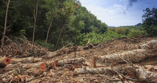 Ради пальмового масла в Азии за семь лет вырубили лес на площади размером с Пуэрто-Рико