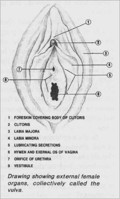 Underside of a clitoris Free mature slut slaves