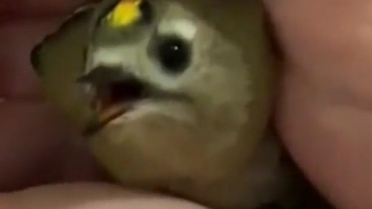 Необычная птица залетела в квартиру и попала на видео