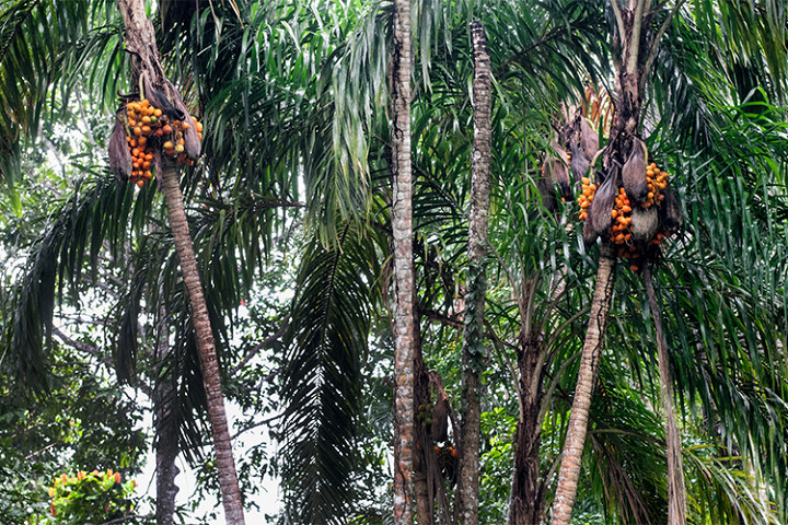 Автохтонные ягоды, фрукты, овощи, кактусы и прочие растения