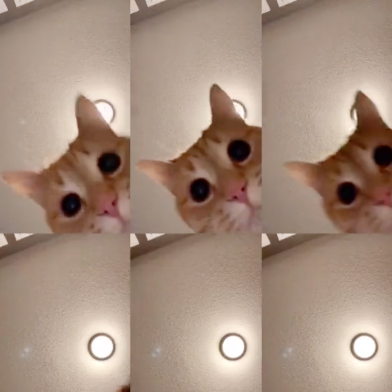 Как стать популярным в интернете? Опубликовать видео в TikTok с танцующим котом