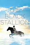 Черный конь / The Black Stallion