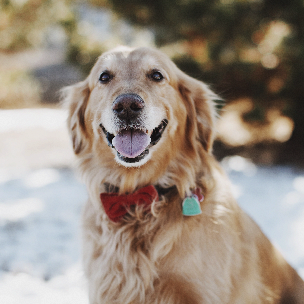 Собаки из ирландского приюта Dogs Trust сами выбирают себе подарок на  Рождество и Новый год - Афиша Daily