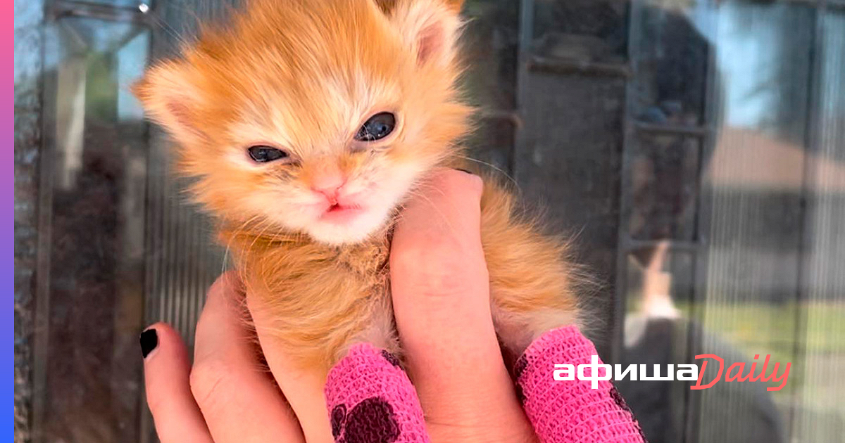 Самый милый и самый злобный кот в мире: как Тейтер Тот с гипсом на лапках  стал всеобщим любимцем - Афиша Daily