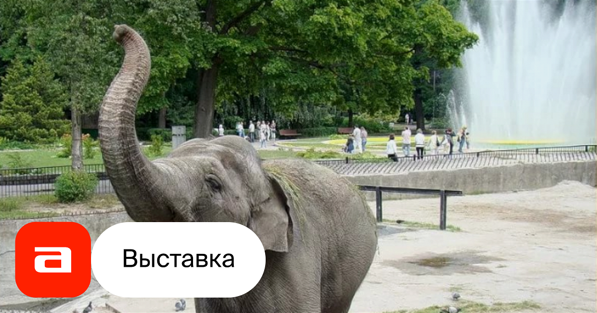 Выставка Животные зоопарка, Калининград – Афиша-Музеи