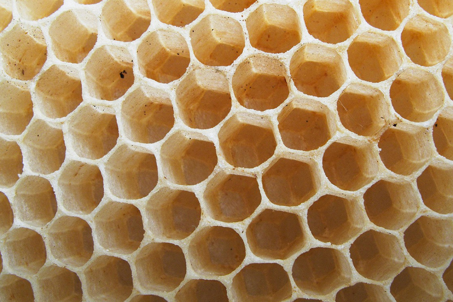 Как получить пчелиные соты. Соты. Соты пчелиные. Пластиковые соты. Пластиковые пчелиные соты.