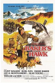 Ястреб Бейкера / Baker's Hawk