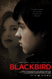 Черный дрозд / Blackbird
