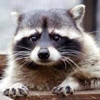 Фото Raccoon