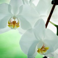 Фото Anna L