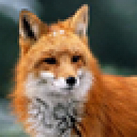 Фото Alice_the_Fox