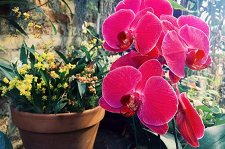VI Зимний фестиваль орхидей – афиша