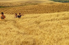 Пшеничное море – афиша