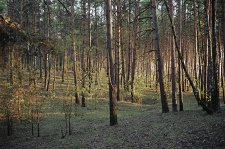 Лесные истории – афиша