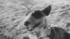 Франкенвини / Frankenweenie