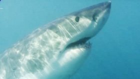 Людоеды дикой природы: Акулы / Attack! Africa's Maneaters – Sharks