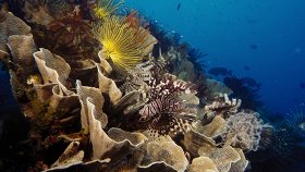 На глубине морской 3D / Under the Sea 3D