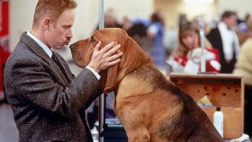Победитель конкурса / Best In show