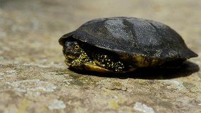 Земноводные, пресмыкающиеся и рыбы Башкортостана