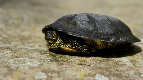 Земноводные, пресмыкающиеся и рыбы Башкортостана