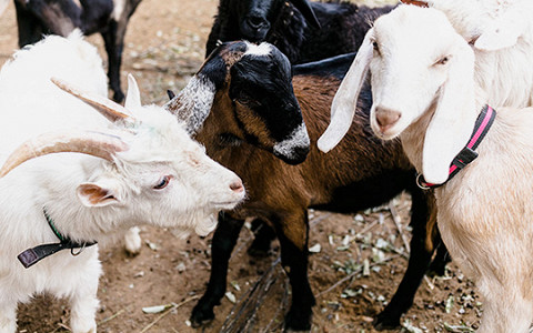 Посмотрите, какие козлята: гладим пушистиков на ферме при ВДНХ