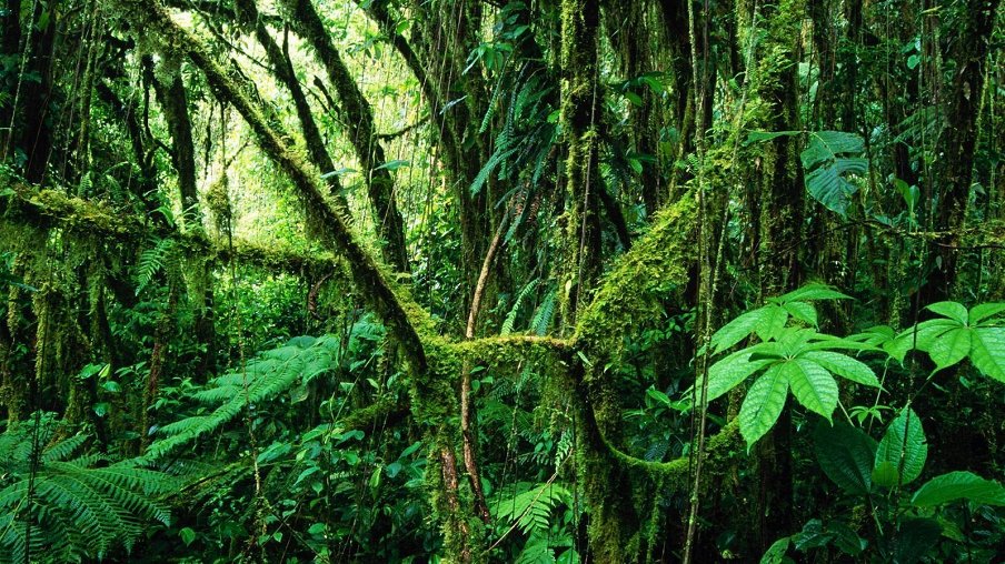 Совершенно тропический лес – афиша