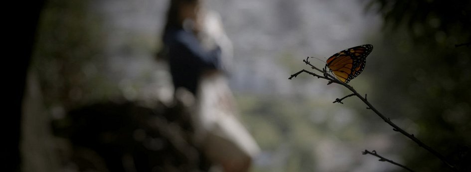 Кино: «Бабочка» Кино: «Бабочка»
