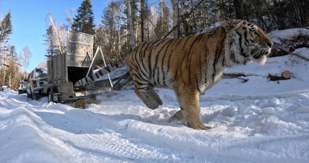Тигра-хулигана увезли подальше от людей на севере Приморья