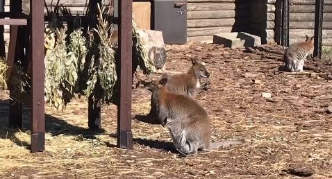 Детеныша кенгуру показали на видео в Калининградском зоопарке